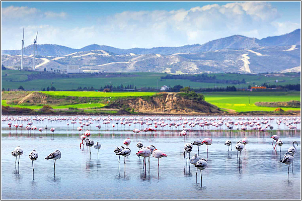Соленое озеро на Кипре
