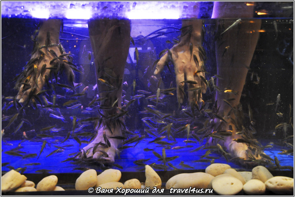 Сделать пилинг рук и ног в аквариуме с рыбками Гарра Руфа.